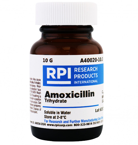 Can Amoxicillin Treat UTI: Know The Fact