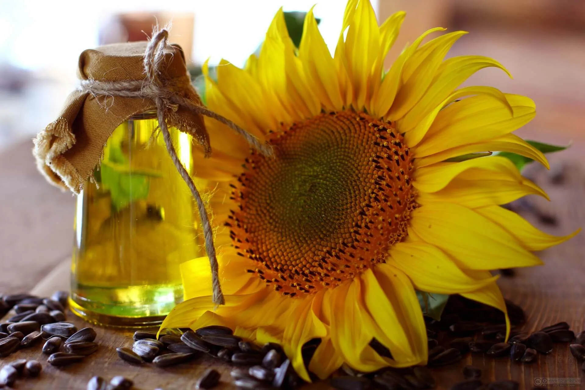 Sunflower Oil - which oil is best for dry skin