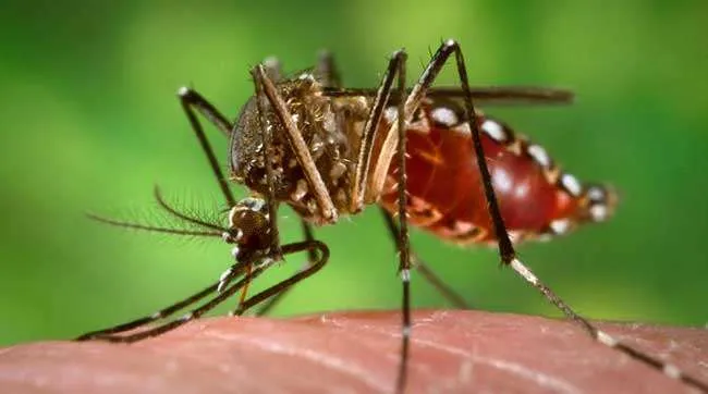 Ways to Quickly Recover from Dengue Fever